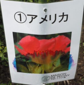 庭に植えたいシャクヤク図鑑:足利メゾン ド ピオニーのシャクヤク名の写真です。