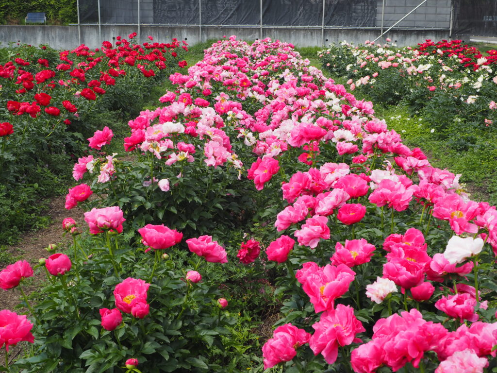 庭に植えたいシャクヤク図鑑：足利メゾン ド ピオニーの写真です。