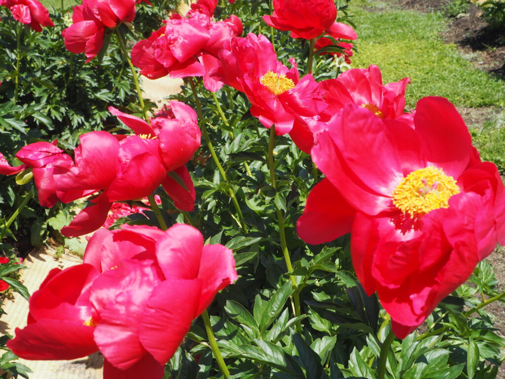 赤いシャクヤクの花の写真です。