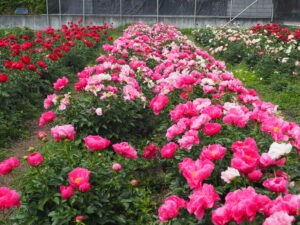 庭に植えたいシャクヤク図鑑：足利メゾン ド ピオニーの写真です。