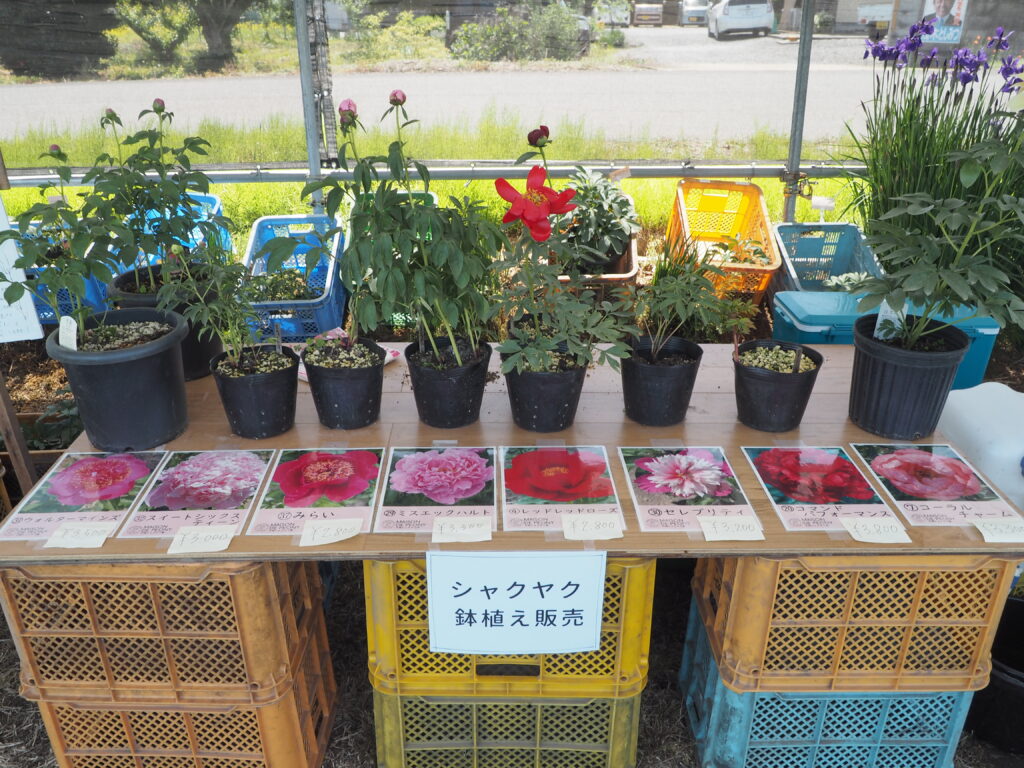シャクヤク園：苗木販売コーナーの写真です。
