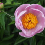 庭に植えたいシャクヤク図鑑：㊸花籠の写真です。