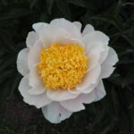 庭に植えたいシャクヤク図鑑：㉟プリマベラの写真です。