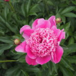 庭に植えたいシャクヤク図鑑：㊱プリンセスマーガレット写真です。