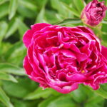 庭に植えたいシャクヤク図鑑：㉘レッドマジックの写真です。