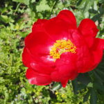 庭に植えたいシャクヤク図鑑：④レッドレッドローズの写真です。