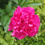 庭に植えたいシャクヤク図鑑：㊲リチャードガーベルの写真です。