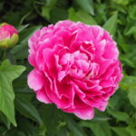 庭に植えたいシャクヤク図鑑：㉕夕映のセレブリティの写真です。
