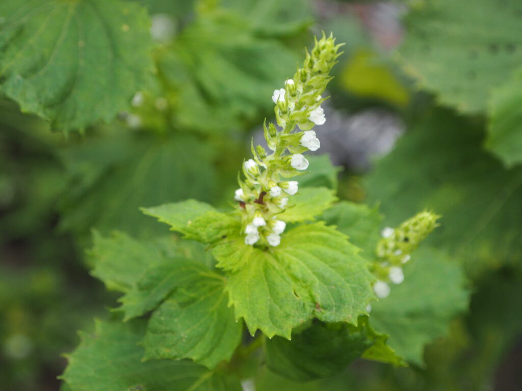 シソの花の写真です。