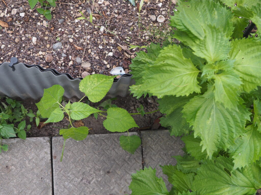 シソと草の写真です。