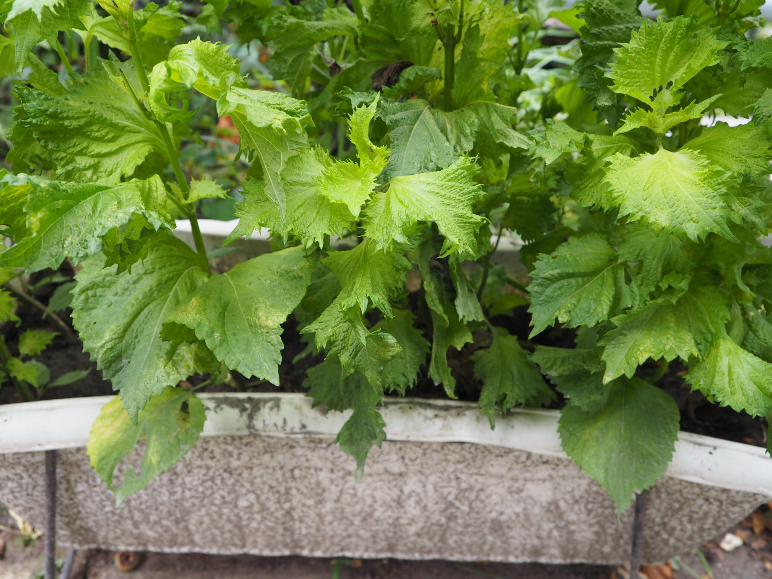 プランターに植え替えたシソの写真です。