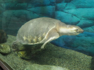 桐生が岡動物園：水族館のスッポンモドキの写真です。