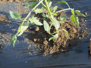 ミニトマトの苗を定植した写真です。