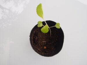 ポットに入れたミニ白菜の苗の写真です。