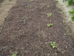 定植した「つるなしスナックエンドウ」の写真です。