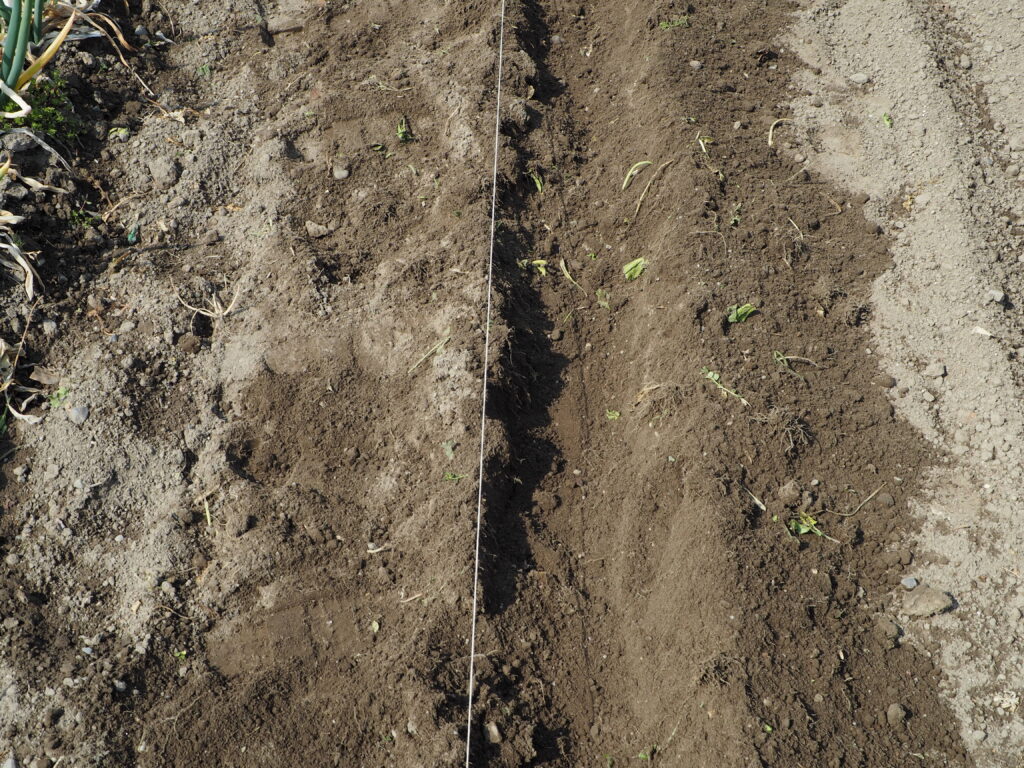 ネギの植え溝の写真です。