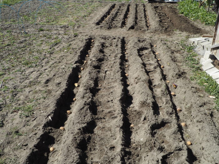 ジャガイモの育て方:種イモの植え付けの写真です。