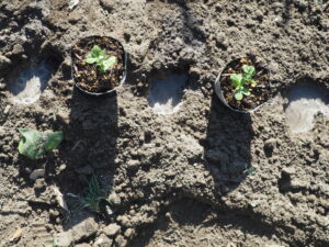 つるなしスナックエンドウの苗と水を定植する穴に注いだ写真です。