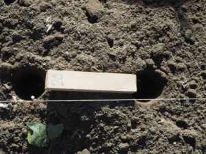 つるなしスナックエンドウの定植の写真です。