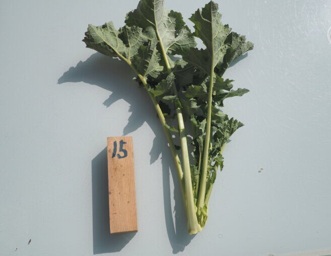 かき菜：摘心した茎の写真です。