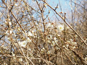 園内の梅の花の写真です。