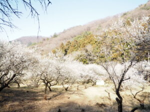 山道から見える梅林の写真です。