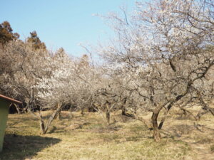 園内の梅の様子の写真です。