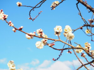 梅の花の写真です。