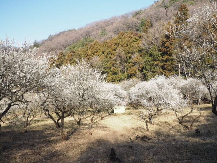 眼下に見える梅林の写真です。