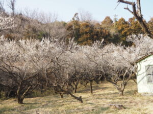 園内の梅の様子の写真です。