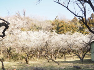 足利西渓園の梅の写真です。