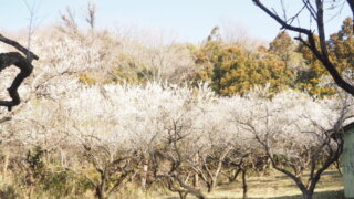 足利西渓園の梅の写真です。