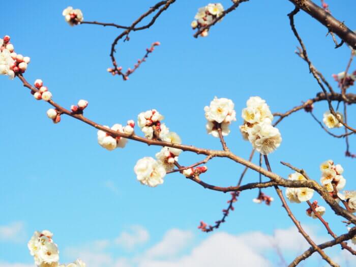 梅の花の写真です。