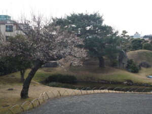 足利学校：南庭園の梅の花の写真です。