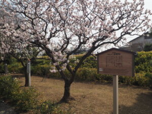 足利学校：菜園場に咲く梅の花の写真です。