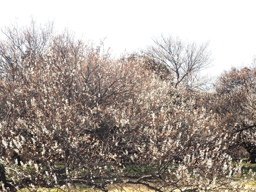 定年寺の相向かいにある梅林の写真です。