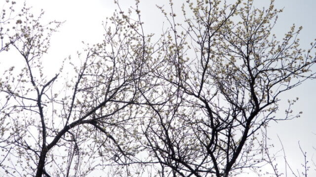 西渓園 咲きはじめた梅の写真です。