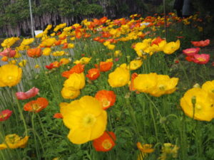 ポピーの花の写真です。