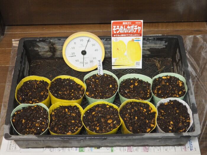 そうめん(金糸)カボチャの種をまいたポットの写真です。