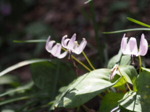 みかも山公園：カタクリの写真です。