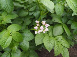 ジャガイモの花の写真です。