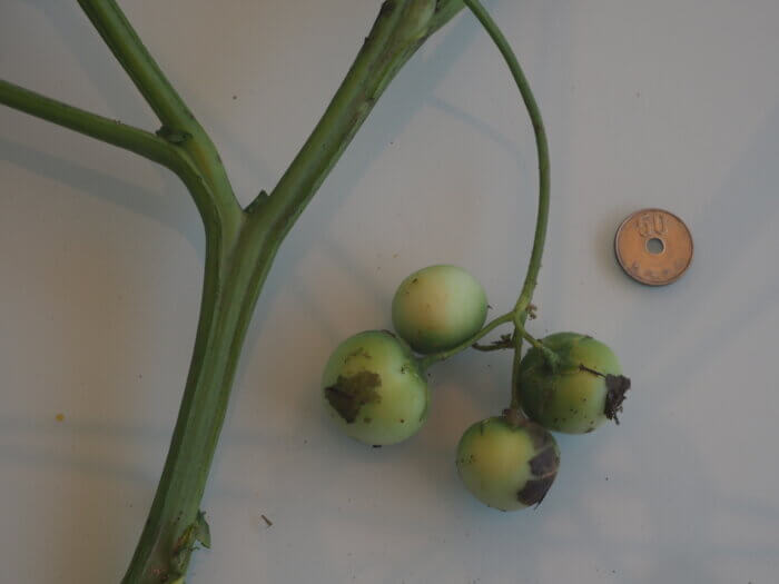 地上に成ったジャガイモの実の写真です。