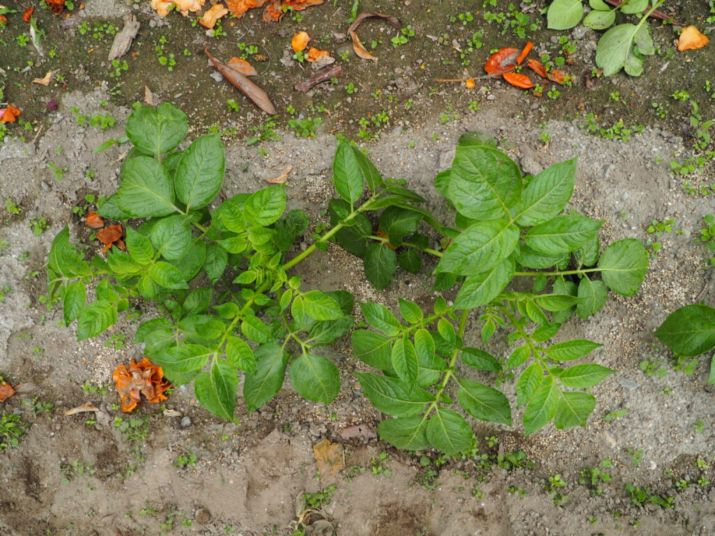 発芽したジャガイモの写真です。