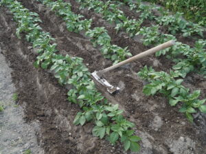 ジャガイモの土寄せ作業の写真です。