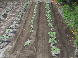 ジャガイモの土寄せの写真です。