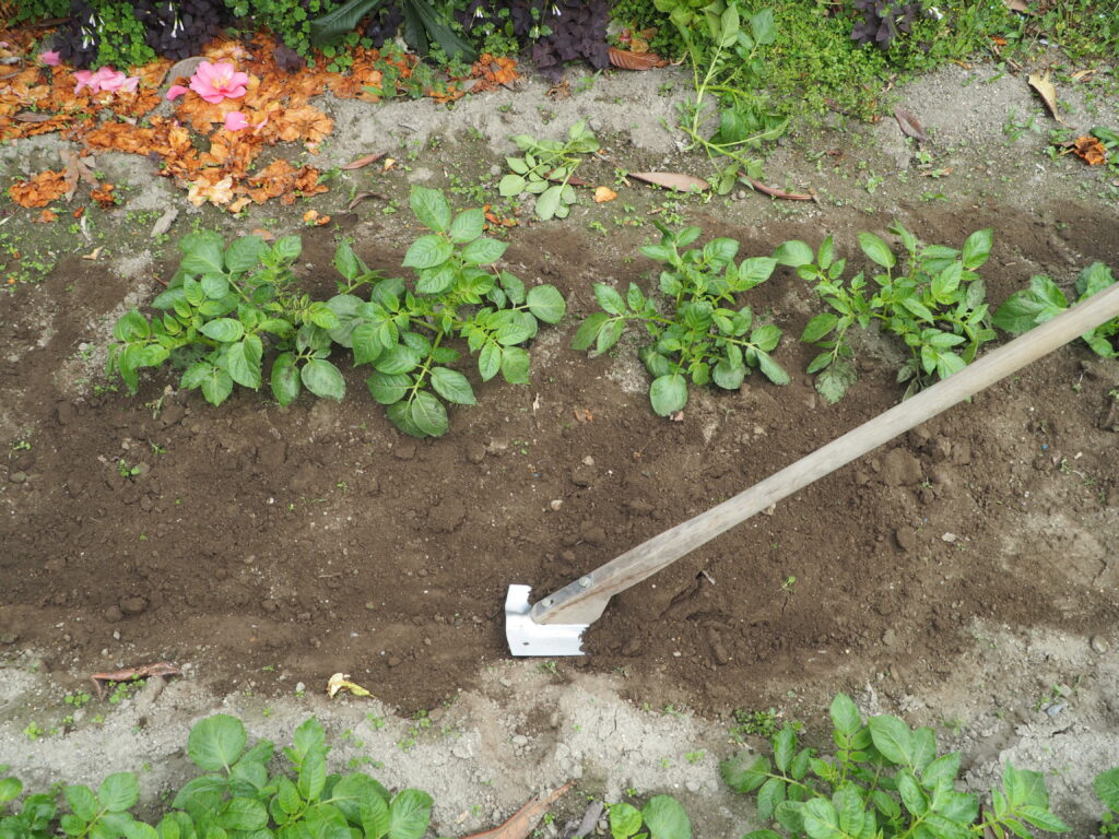 ジャガイモの畝閒の作業の写真です。