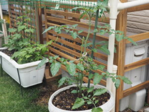 挿し木したミニトマトの写真です。