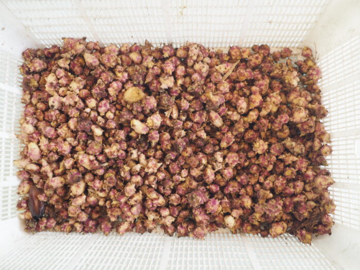 欠き取ったジャガイモの芽の写真です。