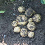 １回目の試し掘りをしたジャガイモの写真です。