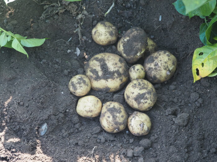 1回目の試し掘りをしたジャガイモの写真です。